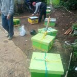 INFO PROGRES BERTERNAK LEBAH