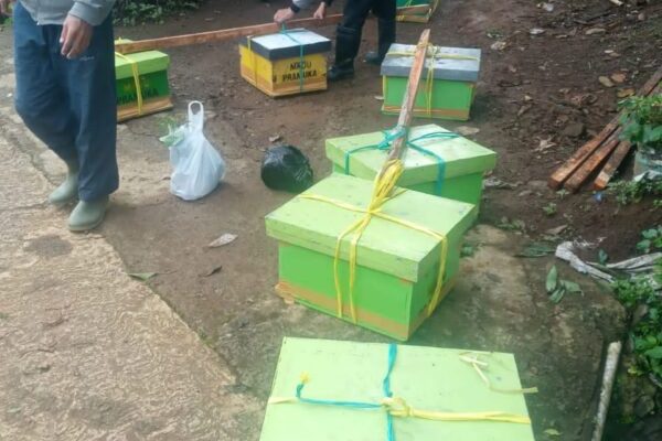 INFO PROGRES BERTERNAK LEBAH