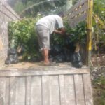 Bibit Kopi