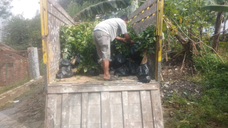 Bibit Kopi