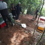 kedatangan lebah