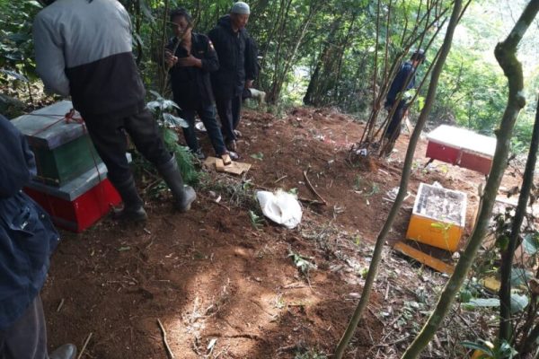 kedatangan lebah